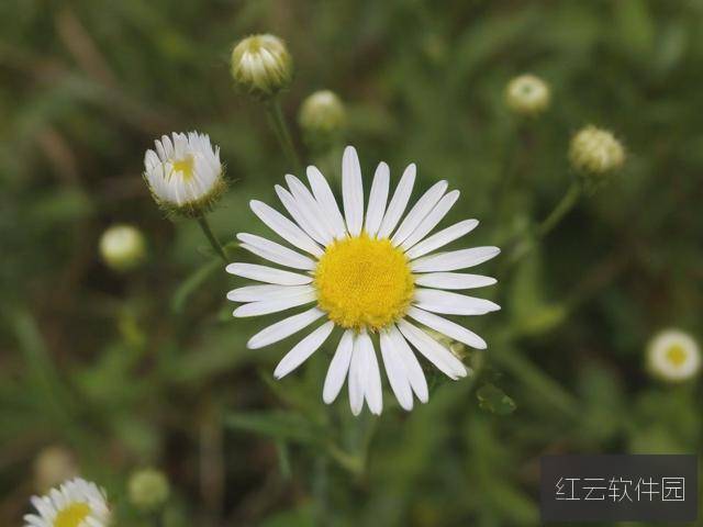 野花视频在线观看完整版,高清自然的视觉盛宴