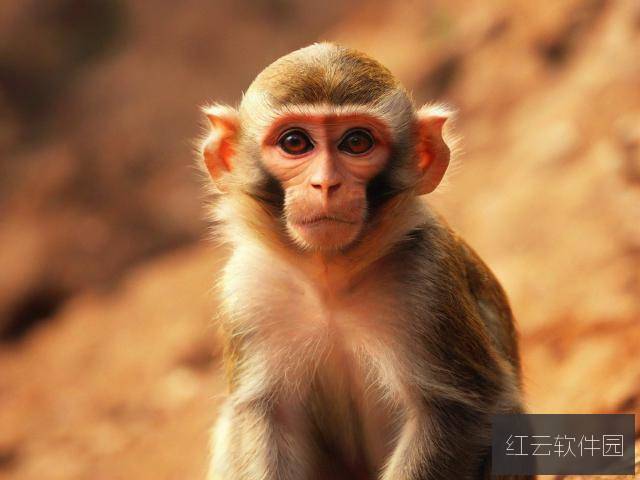 桃色天堂，揭秘窜天猴隐藏入口与永久官网的虚实之谜